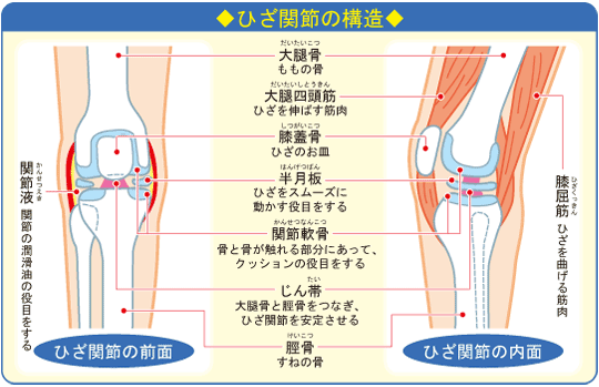 ひざ関節と軟骨の成分 浄水器のダイト薬品 浄水シャワーヘッドや健康食品も販売